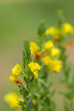 Load image into Gallery viewer, Mullein Leaf Lung Detox